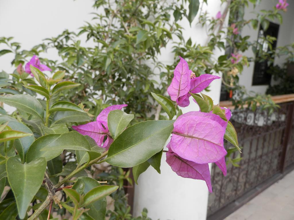 Riad Ailen Marrakesh Buitenkant foto